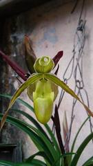 Phragmipedium longifolium