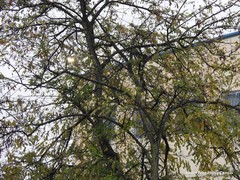 Ulmus pumila