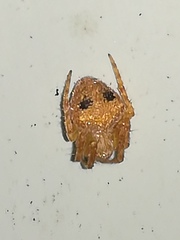 Araneus triguttatus
