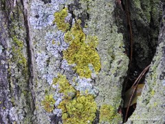 Xanthoria parietina