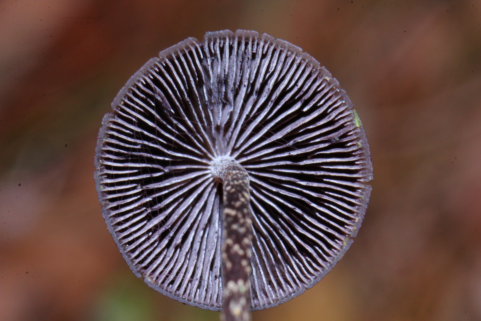 Psilocybe neoxalapensis image