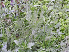 Achillea filipendulina