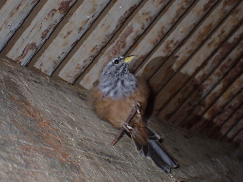 House Bunting