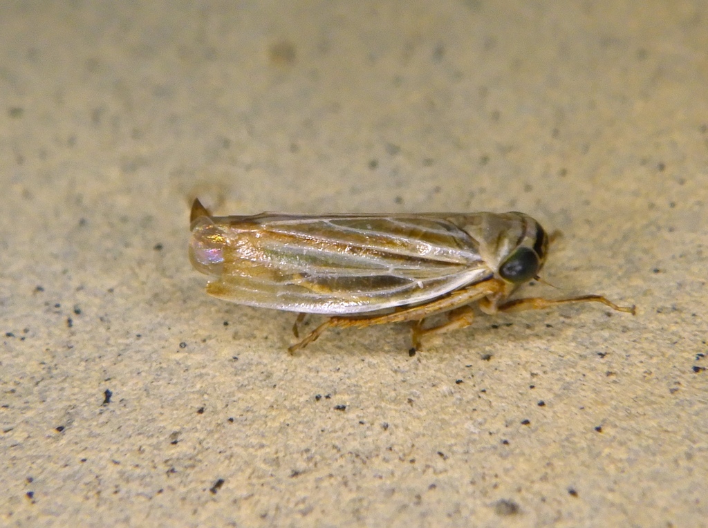 Neodrylix
