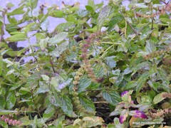 Mentha spicata