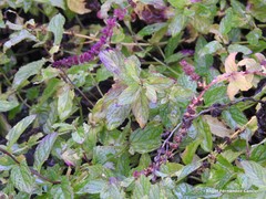 Mentha spicata