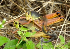 Brachystola behrensii