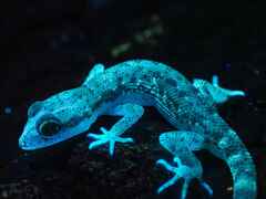 Algerian Sand Gecko photo 2