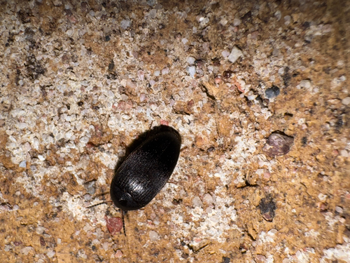 Eustrophopsis bicolor photo 4