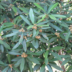 Tristaniopsis exiliflora