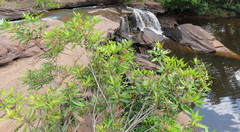 Tristaniopsis exiliflora