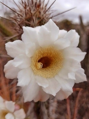 Xiquexique gounellei, photograph 6