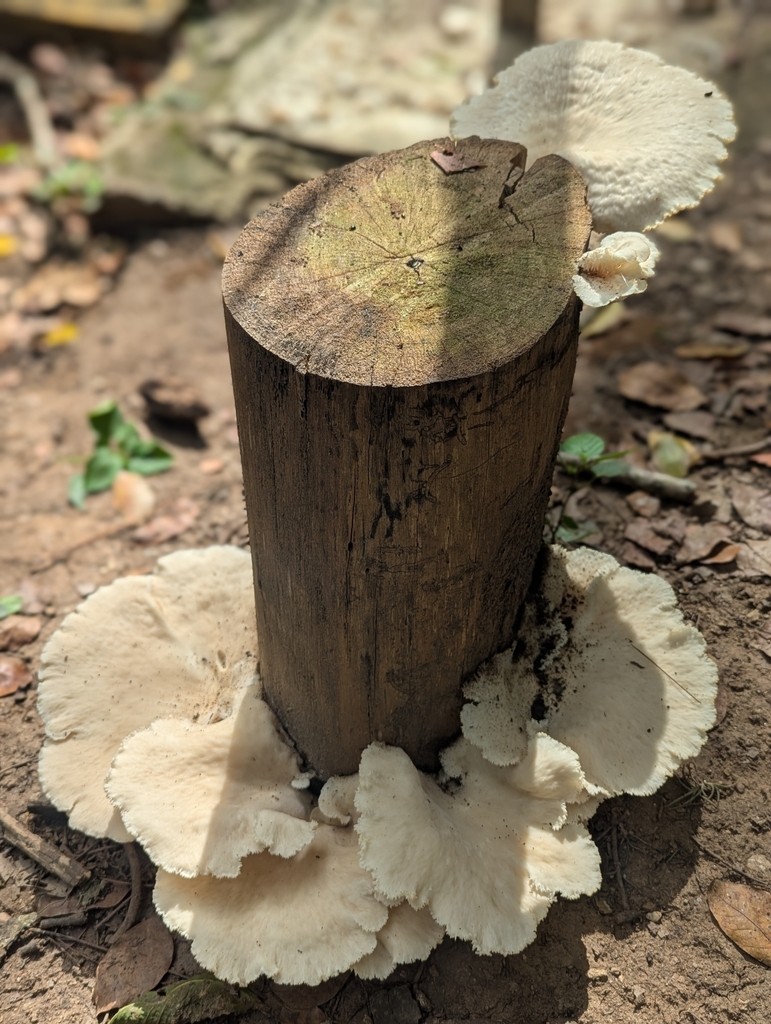 Favolus tessellatus · October 2025 · photo: © jonparod (iNaturalist, cc-by)