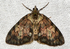Hydriomena divisaria
