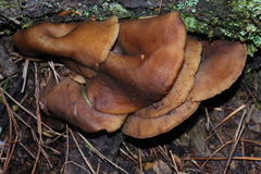 Pseudoarmillariella