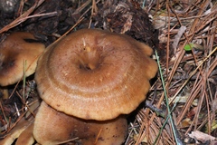 Pseudoarmillariella