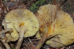 Pseudoarmillariella