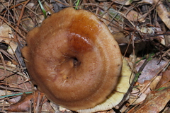 Pseudoarmillariella