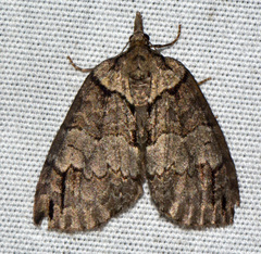 Hydriomena transfigurata