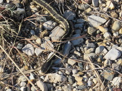 Thamnophis sirtalis semifasciatus