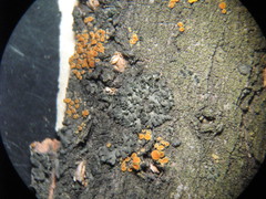 Phaeophyscia nigricans
