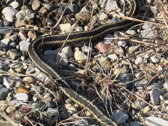 Thamnophis sirtalis semifasciatus