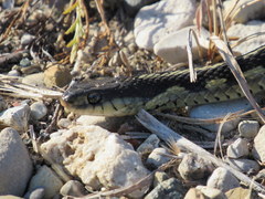 Thamnophis sirtalis semifasciatus