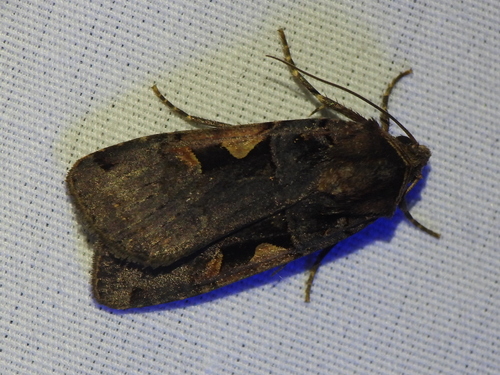 Greater Black-letter Dart photo 2