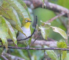 Zosterops maderaspatanus