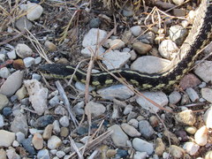 Thamnophis sirtalis semifasciatus