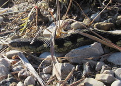 Thamnophis sirtalis semifasciatus