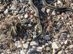 Thamnophis sirtalis semifasciatus