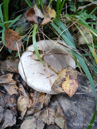 Nebelgrauer Trichterling