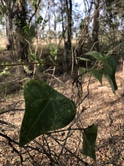 Echinostephia aculeata