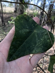 Echinostephia aculeata