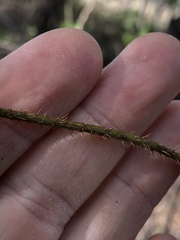 Echinostephia aculeata