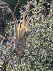 Tillandsia bourgaei