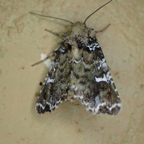 Leucosigma