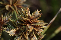 Cyperus elegans