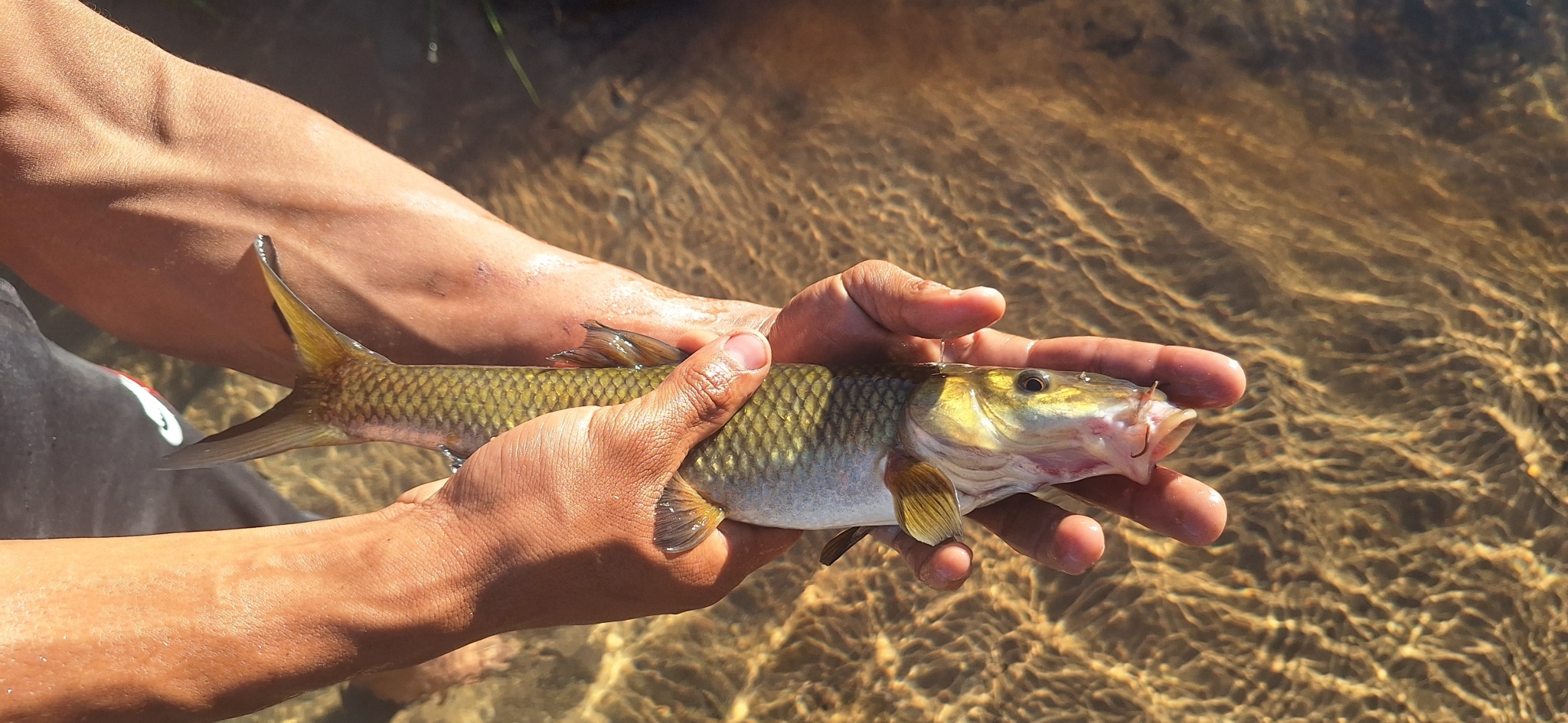 Clanwilliam Sawfin photo 8