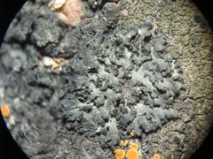 Phaeophyscia nigricans