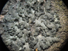 Phaeophyscia nigricans