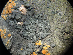Phaeophyscia nigricans