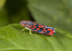 Ladoffa arcuata