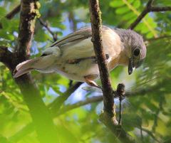 Calicalicus madagascariensis