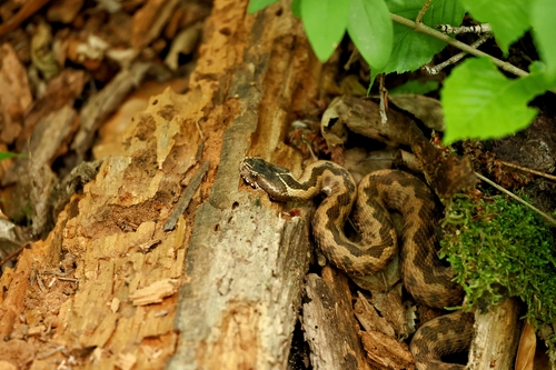 Orlov's Viper