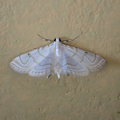 Neurophyseta