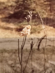 Endromis versicolora