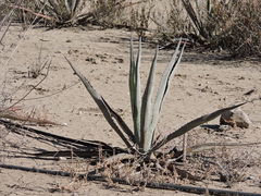Agave vivipara