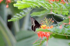 Battus polydamas
